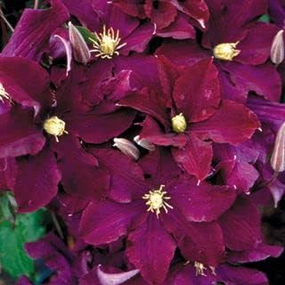 Burgundy (burgundy clematis) samen for anpflanzung in home garten