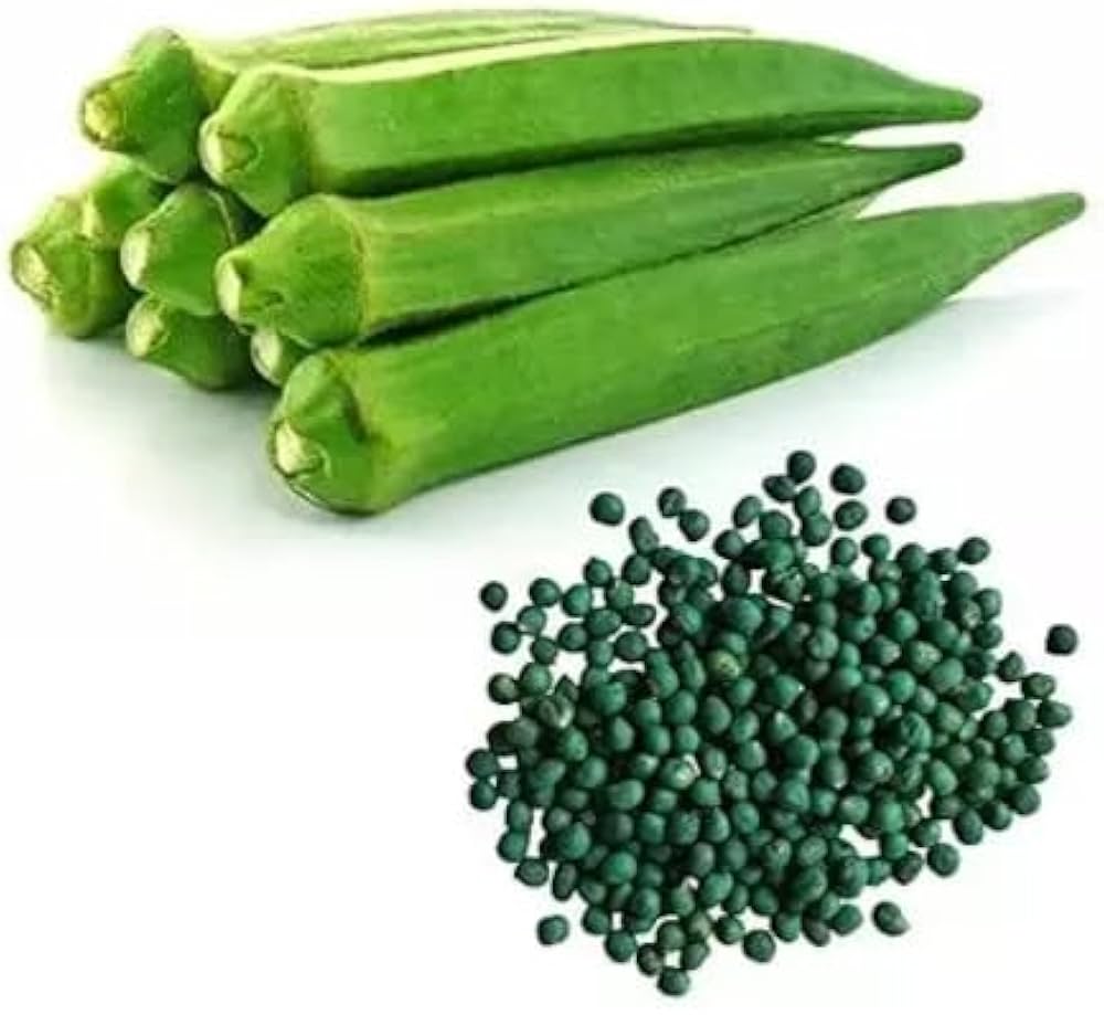 Okra Samen zum Pflanzen Abelmoschus esculentus for vegetable patches and home gardens