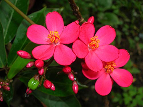 Jatropha Blumensamen zur Aussaat – farbenfroh Schau – Traditionssorte & ohne Gentechnik Samen Hausgarten