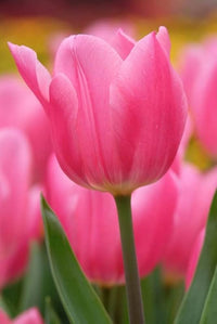 Barcelona Tulpe Tulipa spp Blumensamen zur Aussaat Blume Beet und Garten