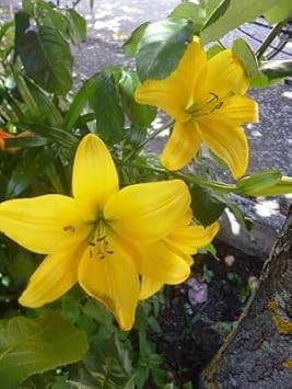 Gelb hippeastrum blume samen for anpflanzung drought tolerant heirloom & gmo free samen for home garten 
 
 sale for anpflanzung in home garten
