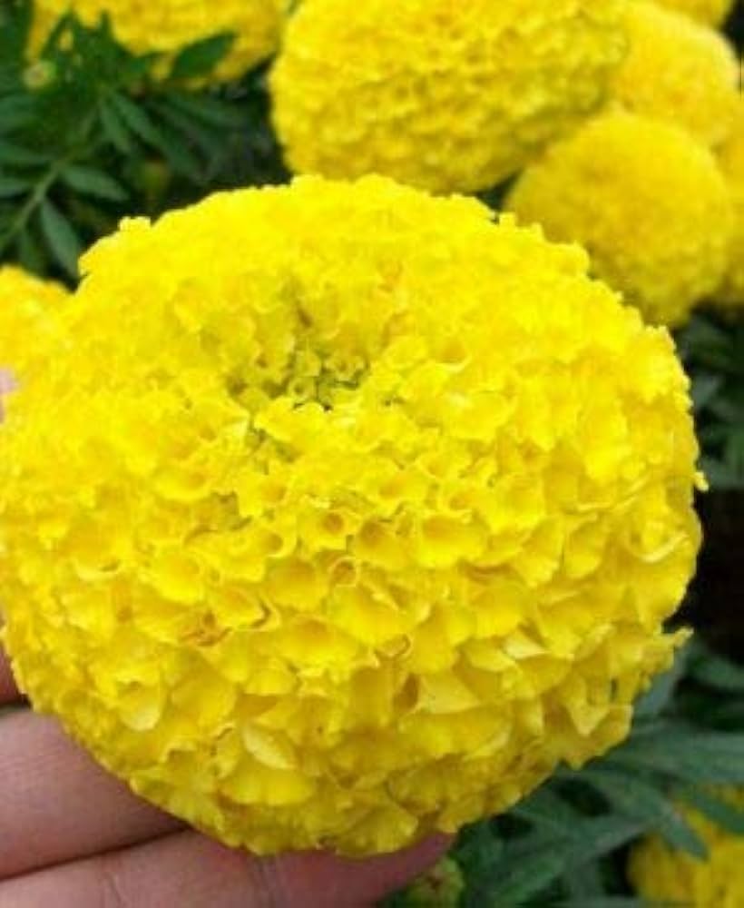 Gelb duftend Blumensamen zur Aussaat – lang Blüte Saison – Traditionssorte & ohne Gentechnik Samen Hausgarten