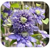 Lila clematis blume samen for anpflanzung - fragrant blossoms, heirloom & gmo free samen for home garten
 
 sale samen for home garten