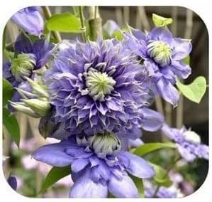 Lila clematis blume samen for anpflanzung - fragrant blossoms, heirloom & gmo free samen for home garten
 
 sale samen for home garten
