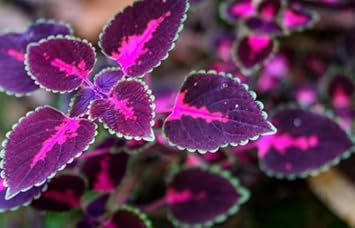Schwarz (schwarz rosa) samen for anpflanzung in home garten