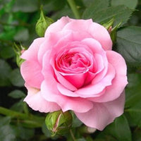 hell Rosa gefüllt Petal English Rose Samen zur Aussaat Anzucht Traditionssorte & ohne Gentechnik Samen Hausgarten