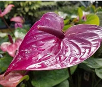 Violett Flamingoblume Andraeanum Blumensamen zur Aussaat – hochwertige Qualitäts- – Traditionssorte & ohne Gentechnik Samen Hausgarten