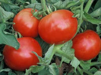 Mountain pride tomato solanum lycopersicum für aussaat in gemüse patch
