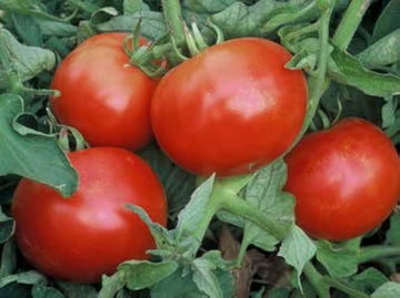 Mountain pride tomato solanum lycopersicum für aussaat in gemüse patch