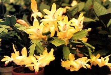 Gelb schlumbergera blume samen for anpflanzung - garten favorite, heirloom & gmo free samen for home garten
 
 sale samen for anpflanzung in home garten