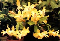 Gelb schlumbergera blume samen for anpflanzung - garten favorite, heirloom & gmo free samen for home garten
 
 sale samen for anpflanzung in home garten