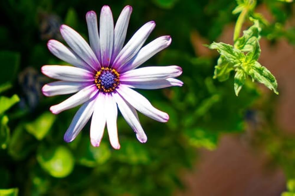 Weiß African Daisy Samen leuchtend – lang-blühend Blumen