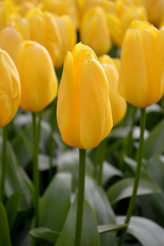 hell Gelb Tulpe Blumensamen – Wildblume Mischung Traditionssorte & ohne Gentechnik Samen Hausgarten