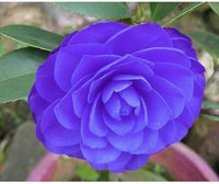 Blau Kamelie Blumensamen zur Aussaat saisonal Dauerblüher Traditionssorte & ohne Gentechnik Samen Hausgarten