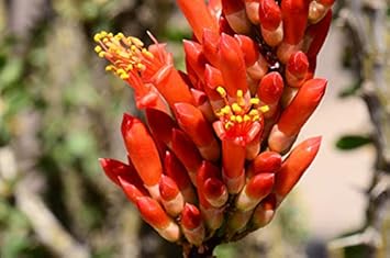 Ocotillo fouquieria splendens blume samen for anpflanzung - sun loving, heirloom & gmo free samen for home garten
 
 sale samen for home garten