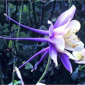 Blau weiß aquilegia coerulea blume samen for anpflanzung - drought tolerant, heirloom & gmo free samen for home garten
 
 sale for anpflanzung in home garten