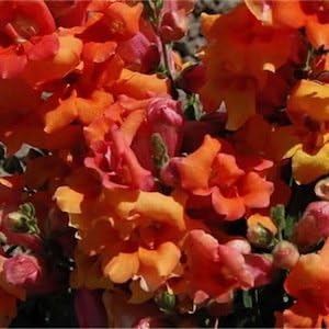 Orange snapdragon blume samen for anpflanzung - pollinator friendly, heirloom & gmo free samen for home garten
 
 sale samen for anpflanzung in home garten