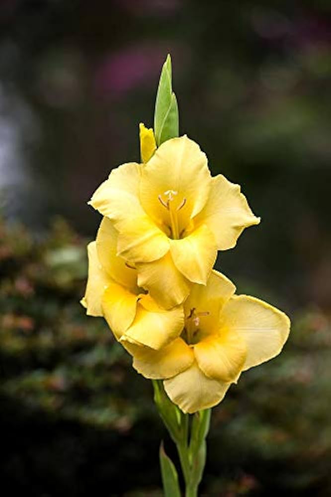 Gladiole Gelb Orange Blumensamen zur Aussaat – Schnitt Blume beliebt – Traditionssorte & ohne Gentechnik Samen Hausgarten
