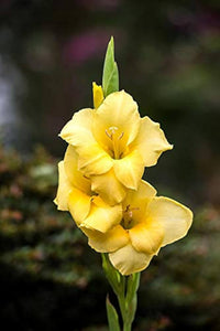 Gladiole Gelb Orange Blumensamen zur Aussaat – Schnitt Blume beliebt – Traditionssorte & ohne Gentechnik Samen Hausgarten