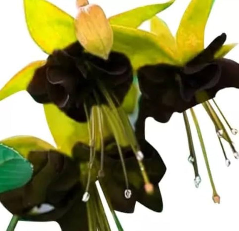 Gelb Schwarz Fuchsie Hybrida Blumensamen Drought verträglich Traditionssorte & ohne Gentechnik Samen Hausgarten