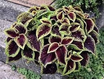 Grün & Schwarz Buntnessel Blumensamen zur Aussaat Landhaus Garten wichtig Traditionssorte & ohne Gentechnik Samen Hausgarten
