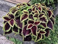 Grün & Schwarz Buntnessel Blumensamen zur Aussaat Landhaus Garten wichtig Traditionssorte & ohne Gentechnik Samen Hausgarten