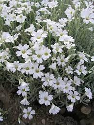 Silver carpet blume samen for anpflanzung cottage garten essential heirloom & gmo free samen for home garten 
 
 sale for anpflanzung in home garten