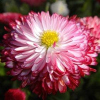 Leucanthemum shasta blume samen for anpflanzung - seasonal bloomer, heirloom & gmo free samen for home garten
 
 sale for anpflanzung in home garten.