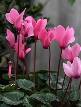 Cyclamen light rosa blume samen for anpflanzung - garten favorite, heirloom & gmo free samen for home garten
 
 sale for anpflanzung in home garten