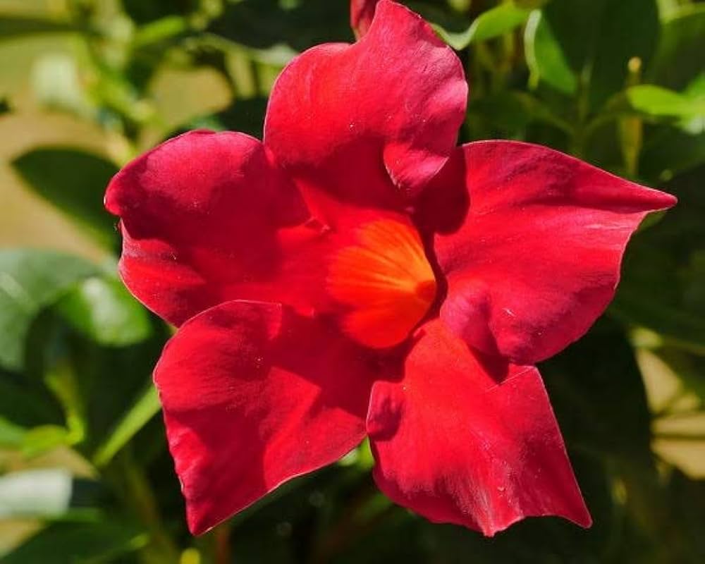selten Dipladenia Sanderi Mandevilla Samen