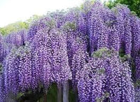 Blauregen Blumensamen zur Aussaat Wildblume Mischung Traditionssorte & ohne Gentechnik Samen Hausgarten