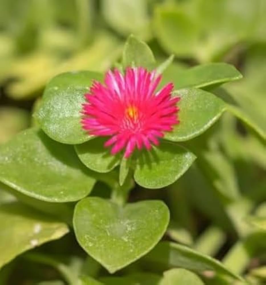 Aptenia Cordifolia Blumensamen zur Aussaat – Wildblume Mischung – Traditionssorte & ohne Gentechnik Samen Hausgarten
