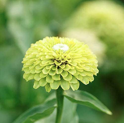 Envy Zinnie Blumensamen zur Aussaat Drought verträglich Traditionssorte & ohne Gentechnik Samen Hausgarten