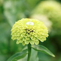 Envy Zinnie Blumensamen zur Aussaat Drought verträglich Traditionssorte & ohne Gentechnik Samen Hausgarten