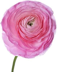 Light rosa ranunculus blume samen for anpflanzung - pollinator friendly, heirloom & gmo free samen for home garten
 
 sale for anpflanzung in home garten.