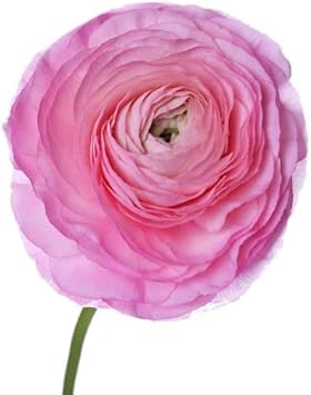 Light rosa ranunculus blume samen for anpflanzung - pollinator friendly, heirloom & gmo free samen for home garten
 
 sale for anpflanzung in home garten.