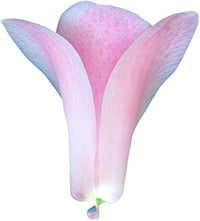 Chilean Bellflower Samen (Lapageria Rosea) selten Garten Blüten