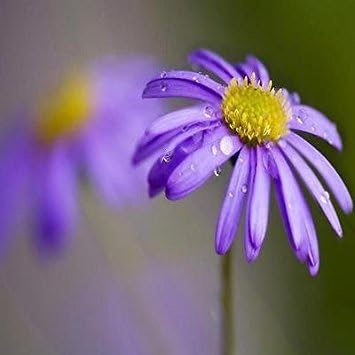 Blau brachycome blume samen for anpflanzung - shade tolerant, heirloom & gmo free samen for home garten
 
 sale for anpflanzung in home garten.