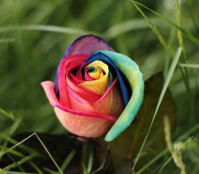 Rainbow rose rosa spp for anpflanzung in blume bed