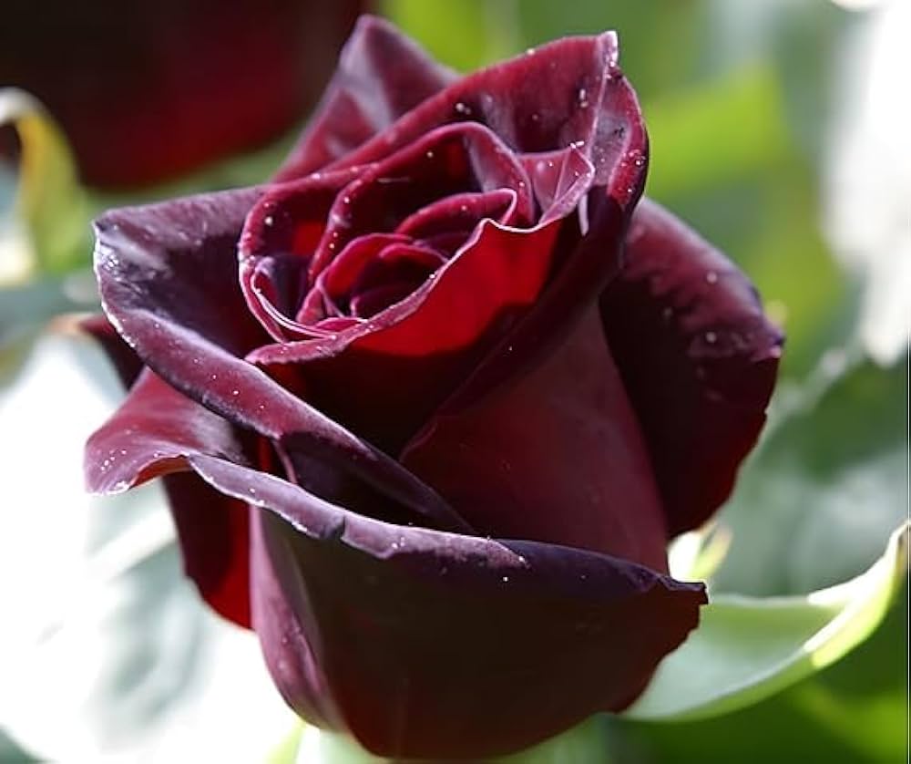 dunkel Rot Germany Rose Blumensamen zur Aussaat Traditionssorte ohne Gentechnik Anzucht Garten Blüten