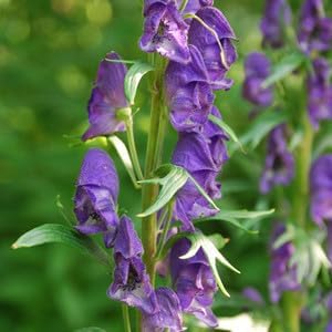 Monkshood poisonous blume samen for anpflanzung - vibrant colors, heirloom & gmo free samen for home garten
 
 sale samen for home garten