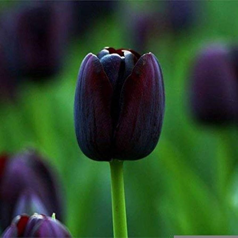 Schwarz tulip blume samen for anpflanzung - easy to grow, heirloom & gmo free samen for home garten
 
 sale samen for home garten