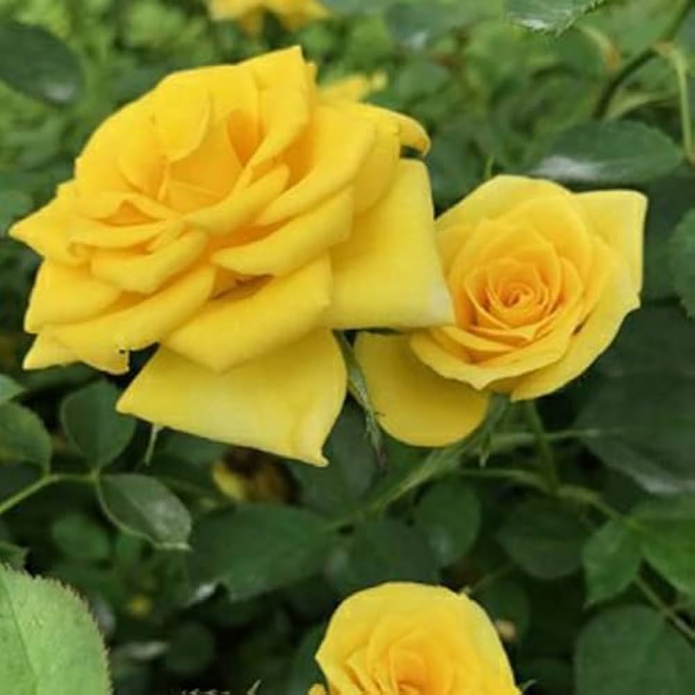 Feston Lila Gelb Rose Blumensamen zur Aussaat – Wildblume Mischung – Traditionssorte & ohne Gentechnik Samen Hausgarten