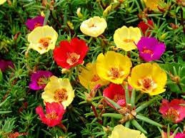 Carpet moss rose blume samen for anpflanzung colorful display heirloom & gmo free samen for home garten 
 
 sale for anpflanzung in home garten
