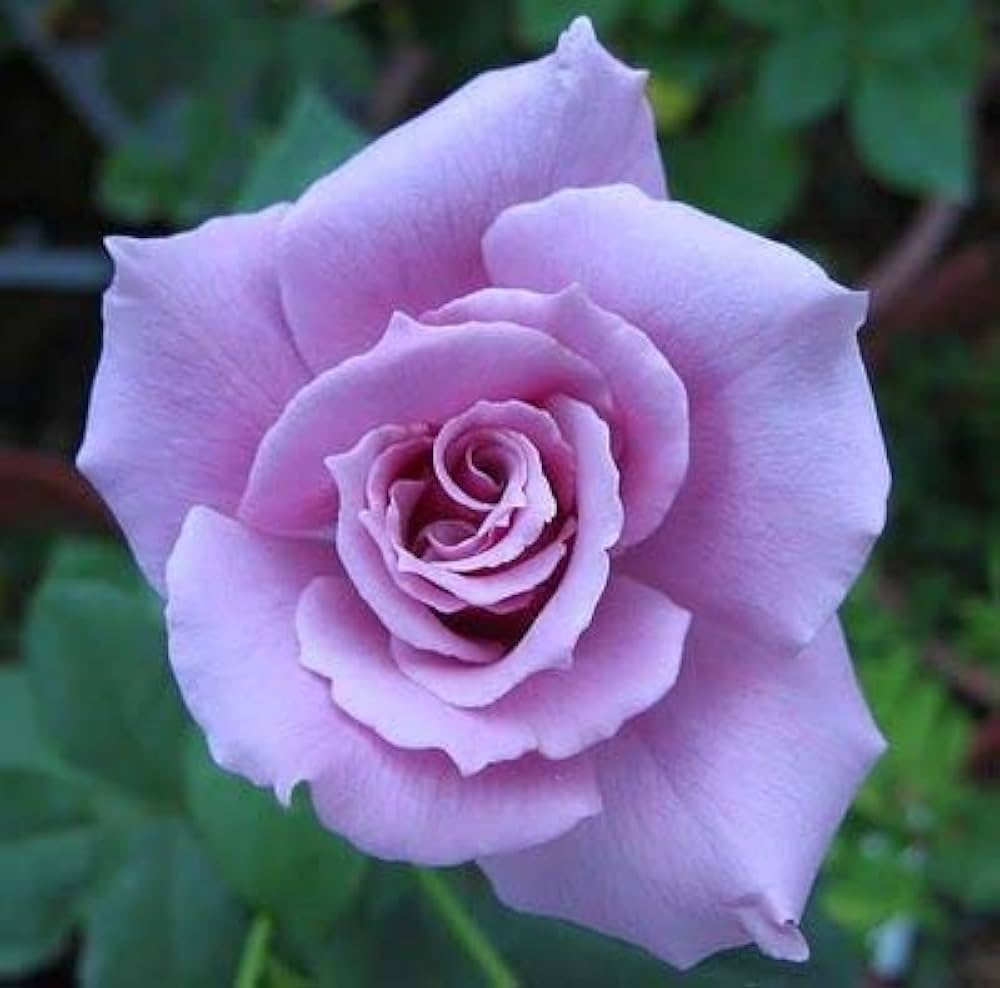 Violett kletternd Rose Blumensamen zur Aussaat kompakt Wuchs Traditionssorte & ohne Gentechnik Samen Hausgarten