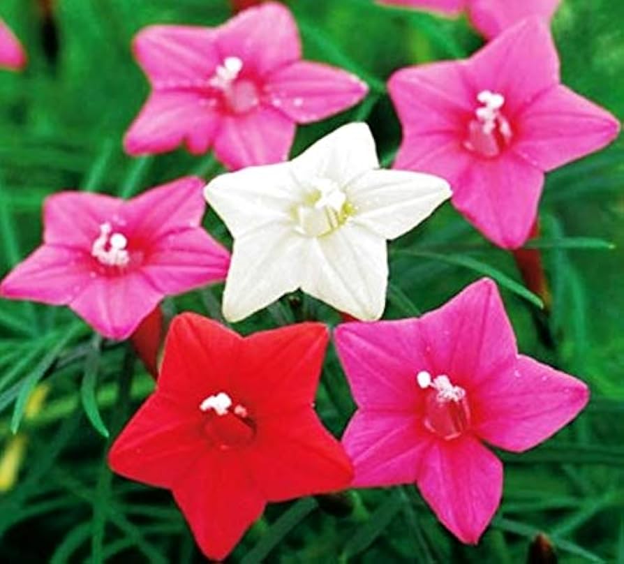 Gemischt Liana Blumensamen zur Aussaat – farbenfroh Schau – Traditionssorte & ohne Gentechnik Samen Hausgarten