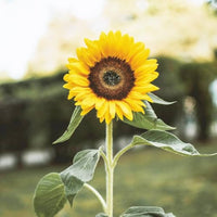 zwergwüchsig Sonnenblume Samen – Real Mini Helianthus Annus Samen