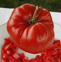 Aussie tomato paste samen für gemüse garten aussaat
