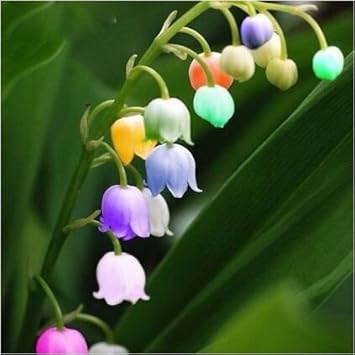 Mixed bell orchid blume samen for anpflanzung - seasonal bloomer, heirloom & gmo free samen for home garten
 
 sale samen for home garten