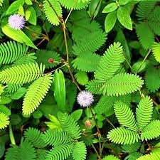 Mimosa pudica samen for anpflanzung: sensitive pflanze blume